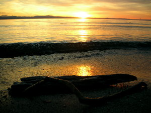 driftwood